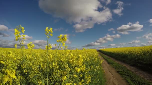 Campos de colza florida pela estrada rural, 4K — Vídeo de Stock