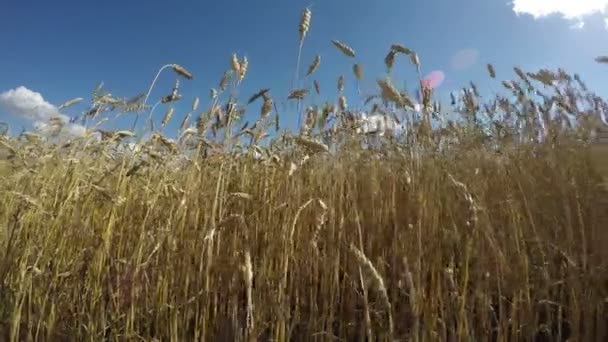 Alan buğday mavi bulutlu gökyüzü, 4k ile güneşli yaz gününde — Stok video