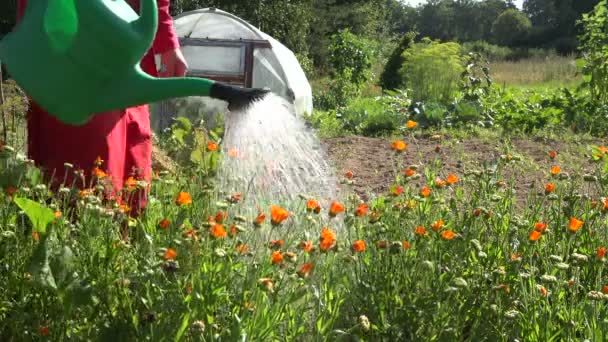 Riego de jardín vegetal por jardinero con regadera, 4K — Vídeos de Stock