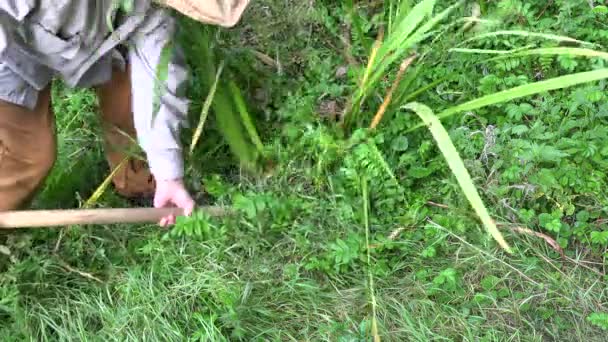 Homme creusant des racines fraîches de Calamus avec bêche, 4K — Video