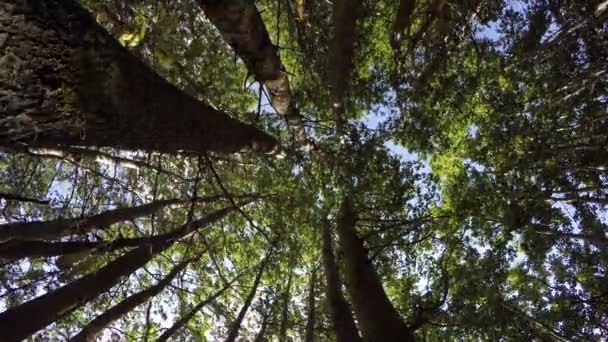 Tall trees from beneath, 4K — Stock Video