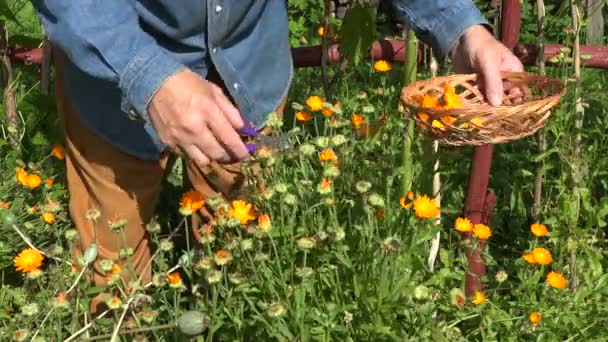 Trädgårdsmästare herbalist plocka medicinska örter, 4k — Stockvideo