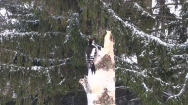 Orta benekli ağaçkakan ve Bayağı alakarga bir huş güdük
