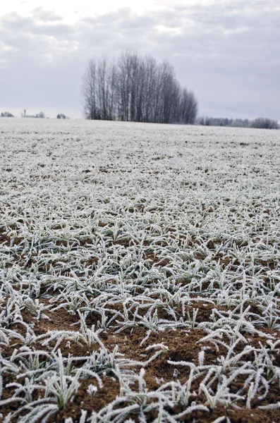 Landscape with frozen young wheat field — Stock Photo, Image