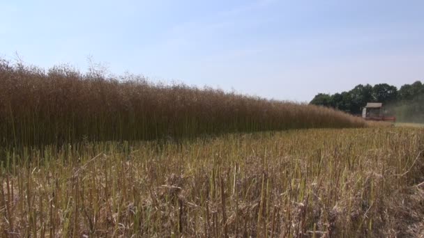 Harvester oogsten van koolzaad — Stockvideo