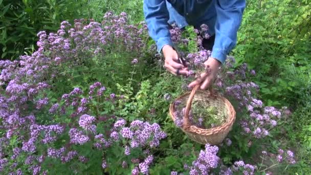 Człowiek zbiera oregano w ogród ziołowy — Wideo stockowe