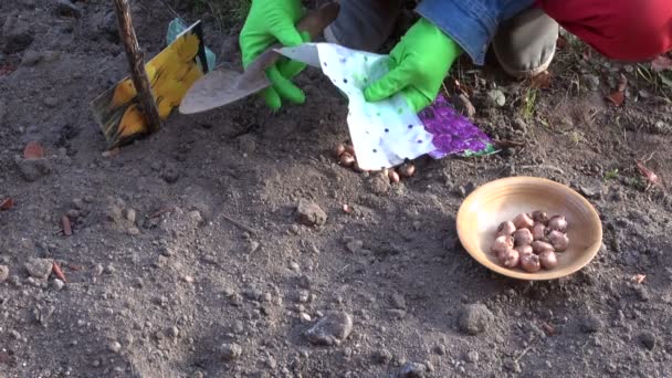 Tuinman dragen van rubberen handschoenen aanplant crocus planten — Stockvideo