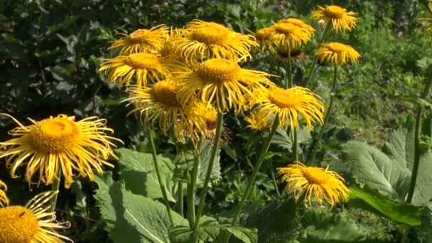 Planta de flor de la cabeza amarilla en el jardín — Vídeos de Stock