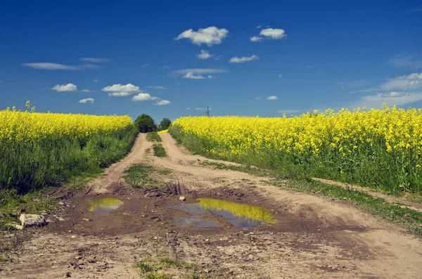 Way with puddles through flowering rapeseed field — Stock Photo, Image