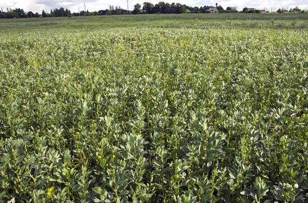 Feld der Saubohnen — Stockfoto