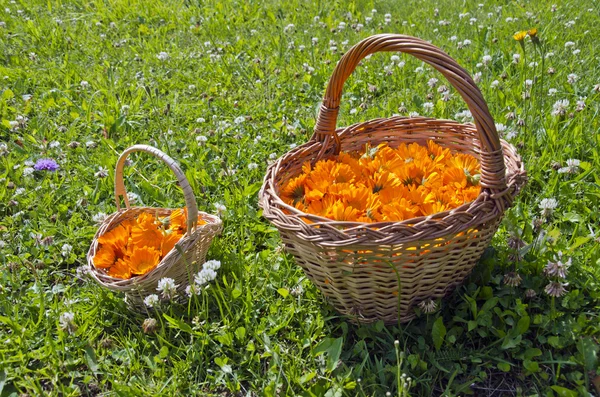 Twee rieten manden vol met calendula bloesems in de weide — Stockfoto