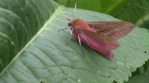 Bir yaprak üzerinde tünemiş iken kanatlarını sallayarak Deilephila porcellus — Stok video