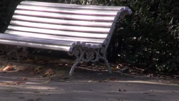 Bílé lavičky u živého plotu v parku — Stock video