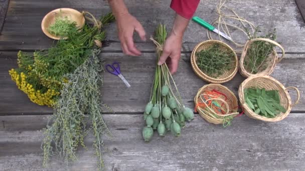 Hombre jardinero herbolario preparándose para secar varias hierbas médicas y especias — Vídeo de stock