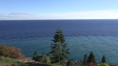 Tropikal araucaria ağaç deniz kenarında