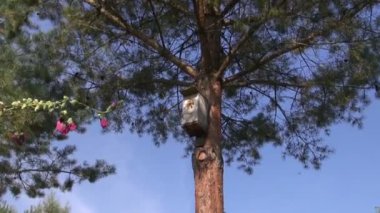 Eşekarısı yuvası kuş evde