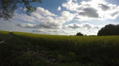 Rapa alan, zaman atlamalı 4k çiçekli yoldan