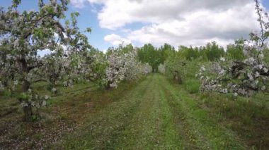 Çiçekli endüstriyel elma ağacı Bahçesi, zaman atlamalı 4k