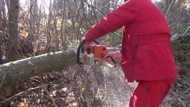 Werknemer van de man in rode snijden boom — Stockvideo