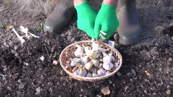 Mulher usando luvas verdes se preparando para plantar alho ao ar livre — Vídeo de Stock