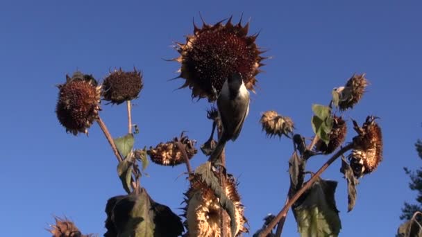Marsh kozy a Sýkora koňadra jíst semena, zatímco sedí na slunečnice — Stock video