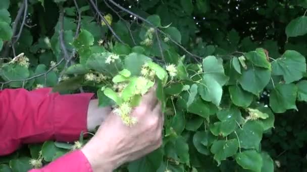 Hombre herbolario recogiendo tilo flor de árbol — Vídeos de Stock