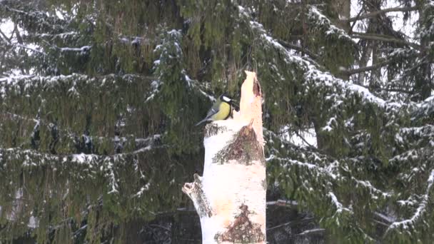 Grand mésange assis sur bouleau souche contre sapins — Video