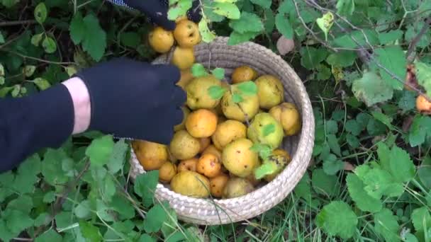 Hombre recogiendo membrillo en canasta de mimbre — Vídeo de stock