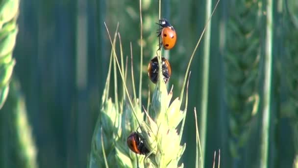 Üç ladybugs buğday kulak üzerinde tarama — Stok video