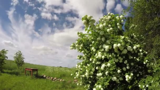 Viburnum floración en el país, lapso de tiempo 4K — Vídeo de stock