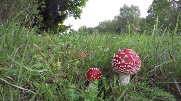 Amanita muscaria voler agarics croissant dans le champ, laps de temps 4K 