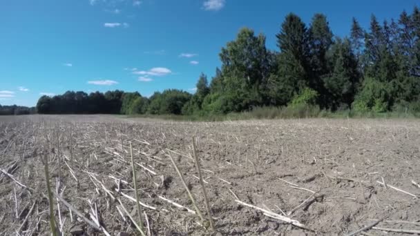 Campo de colza recém-cortado, lapso de tempo 4K — Vídeo de Stock