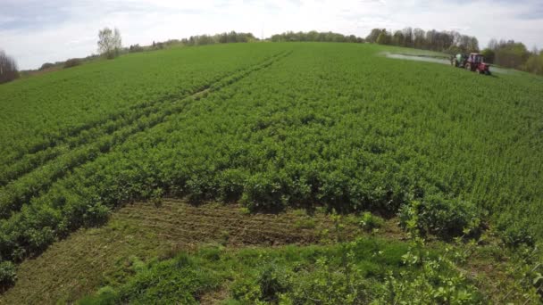 Tractor spraying rapeseed field, 4K — Stock Video