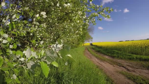 Hummel fliegt von Baumblättern in Landschaft mit blühendem Rapsfeld, 4k — Stockvideo