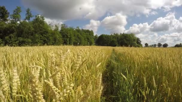 Floresta no vento visto através do trigo, lapso de tempo 4K — Vídeo de Stock