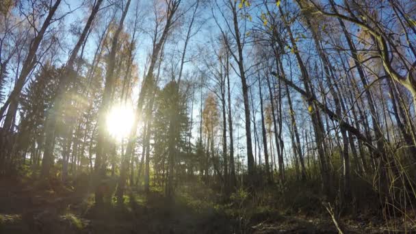 Lumberjack arbetare skära Björken, tidsinställd 4k — Stockvideo