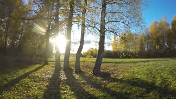 Le soleil brille à travers les bouleaux en automne dans la campagne, le temps passe 4K — Video