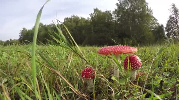 Три Мухомор червоний Мухомори росте в поле, час lapse 4 к — стокове відео