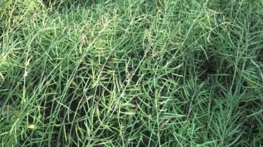 Kolza tohumu alan olgun rapa, 4k ile