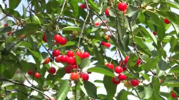 Reife und reifende Kirschen am Baum, 4k — Stockvideo