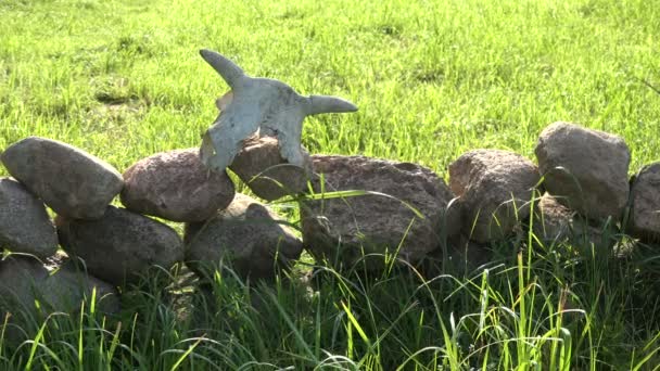 Пошкоджений череп корови на каменях на лузі, 4K — стокове відео