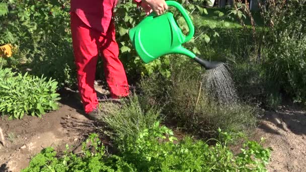 Homem que rega ervas na horta com uma lata de rega verde de plástico, 4K — Vídeo de Stock