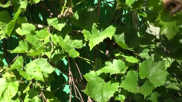 Jardineiro verificando cacho de uvas não maduras, 4K — Vídeo de Stock