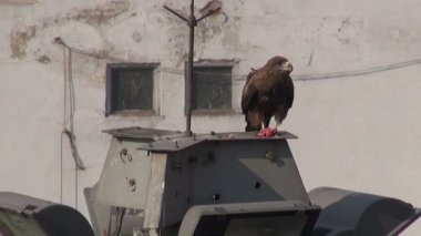 Kırmızı taze et Indias başkentte Şarküteri yemek uçurtma