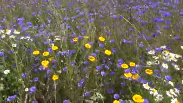Wiese mit wilden Blumen — Stockvideo
