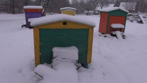 Bunte Bienenstöcke im Winter — Stockvideo