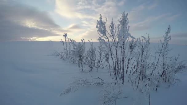 Sol brillando sobre los tallos de hierba en el campo de invierno, lapso de tiempo 4K — Vídeos de Stock