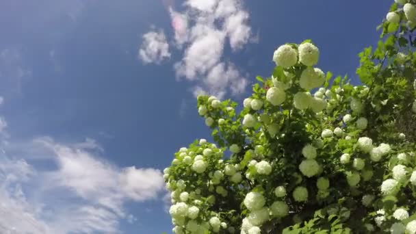 가 막 살 나무속 opulus 봄, 시간 경과 4 k에 꽃 — 비디오