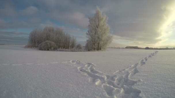 Paisagem agrícola com árvores e pés trilha através de campo nevado, lapso de tempo 4K — Vídeo de Stock