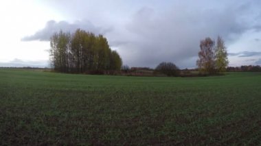 Tarlada büyüyen huş ağaçları sararma